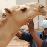 موريتانيا تُعِدّ لاستضافة مؤتمرين متخصصين في الطب العسكري