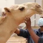 البنك الدولي يعيد النظر في توقعاته لنمو اقتصاد الشرق الأوسط وشمال إفريقيا لعامي 2025 و2026