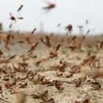 الرئيس السنغالي يُثني على التطورات الحاصلة في قطاع التعدين بموريتانيا ويبرز أهمية التعاون الإقليمي.